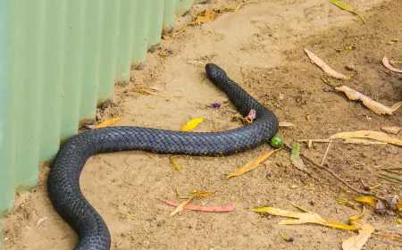 إقليم تارودانت.. في ظل غياب الأمصال المضادة للسموم، طفل يفارق الحياة متأثرا بسم أفعى