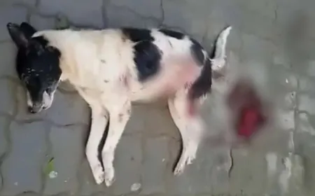 استياء في بيوكرى بعد تدخل ليلي لإبادة الكلاب الضالة بالرصاص الحي