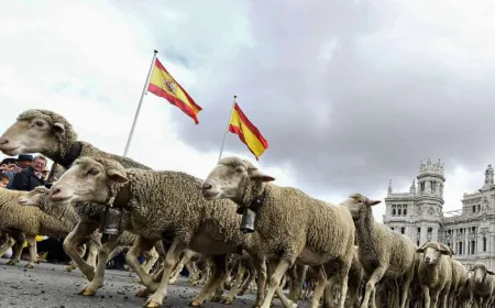 خيار "الأغنام الإسبانية".. هل ينجح المغرب في كبح جماح أسعار اللحوم قبل عيد الأضحى؟