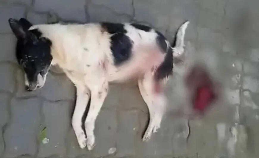 استياء في بيوكرى بعد تدخل ليلي لإبادة الكلاب الضالة بالرصاص الحي