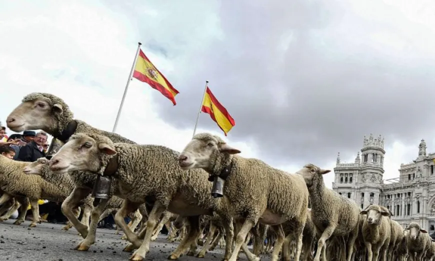 خيار "الأغنام الإسبانية".. هل ينجح المغرب في كبح جماح أسعار اللحوم قبل عيد الأضحى؟