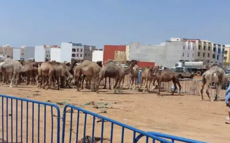 تأخر الدعم يثير استياء مربي الإبل بالأقاليم الجنوبية