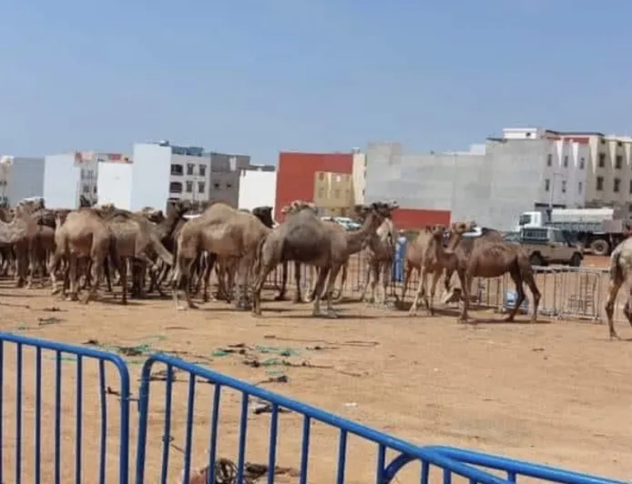 تأخر الدعم يثير استياء مربي الإبل بالأقاليم الجنوبية