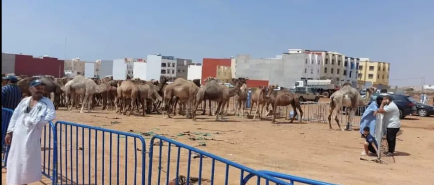 تأخر الدعم يثير استياء مربي الإبل بالأقاليم الجنوبية